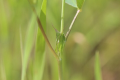 Trifolium ciliolatum