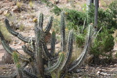 Corryocactus melanotrichus
