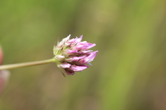 Trifolium ciliolatum