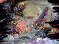 Rhynchocinetes serratus