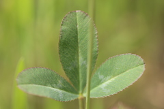 Trifolium ciliolatum
