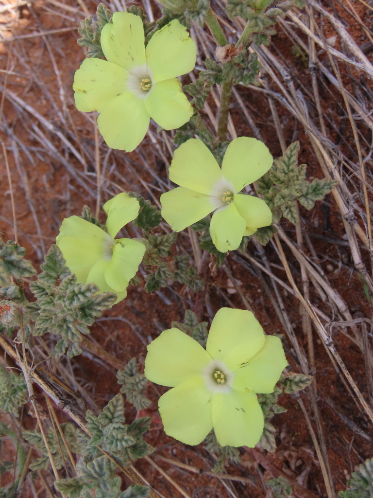 Neuradopsis austroafricana