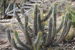 Corryocactus melanotrichus