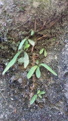 Lepisorus thunbergianus