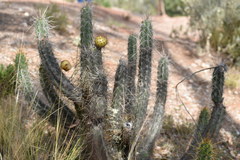 Corryocactus melanotrichus