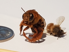 Amegilla bombiformis