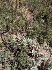 Atriplex watsonii