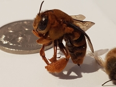 Amegilla bombiformis