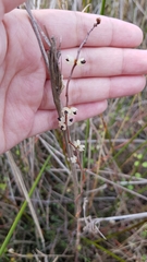 Muehlenbeckia ephedroides