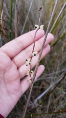 Muehlenbeckia ephedroides