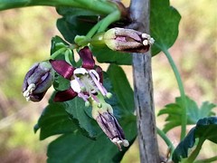 Ribes divaricatum pubiflorum