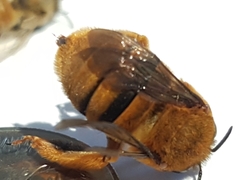 Amegilla bombiformis