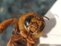 Amegilla bombiformis