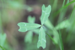 Trifolium bifidum