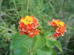 Lantana camara camara