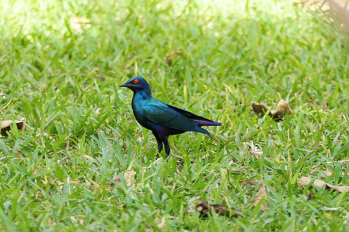 Bronze-tailed Starling (Lamprotornis chalcurus), photo 3