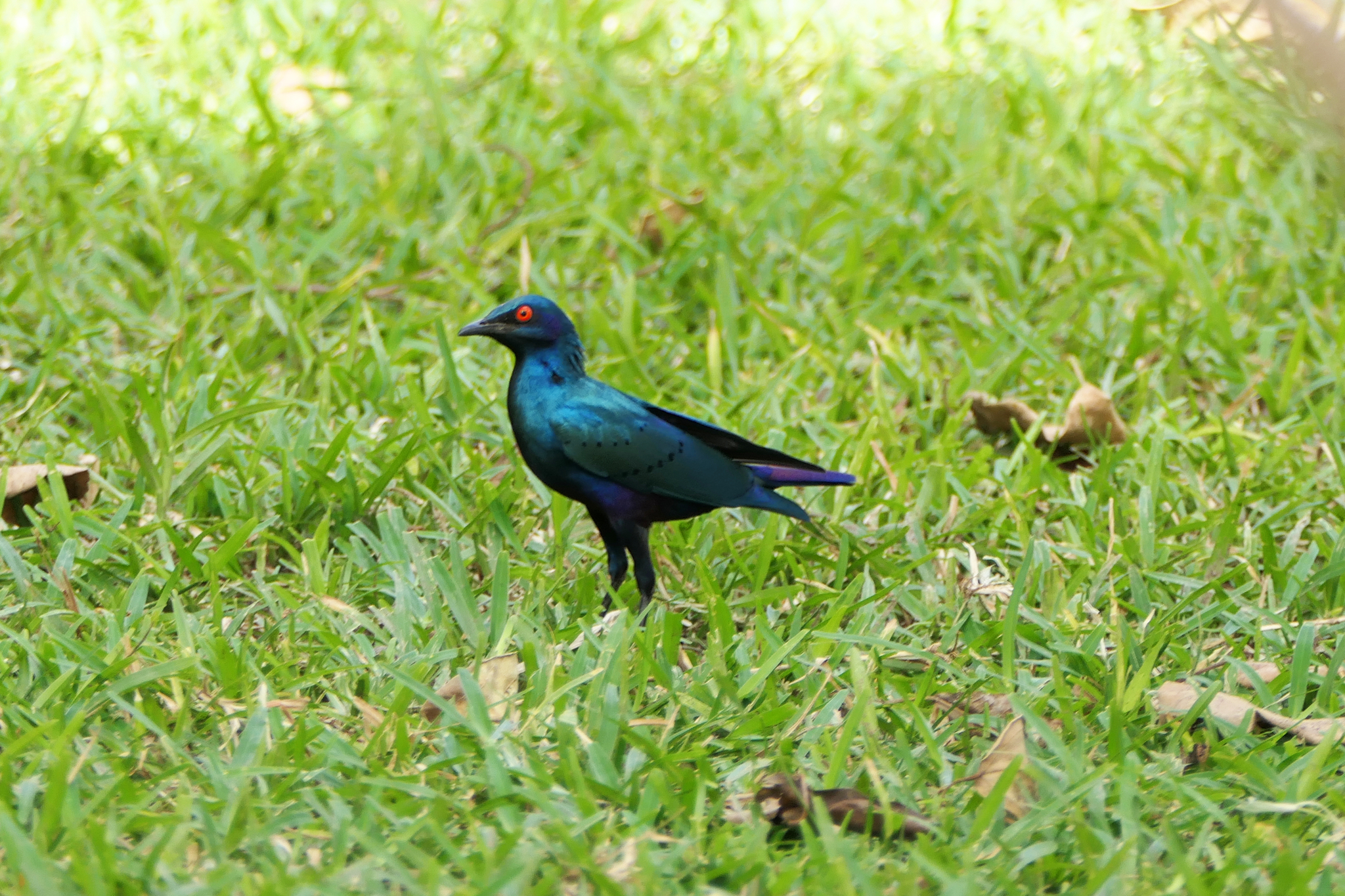 Bronze-tailed Starling (Lamprotornis chalcurus), photo 3