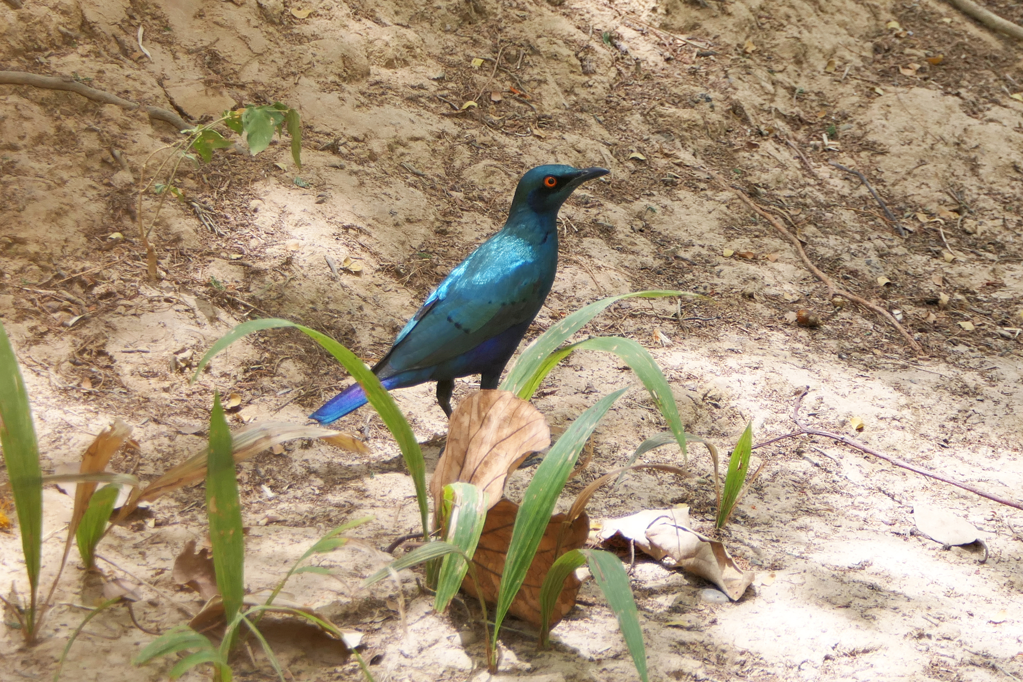 Bronze-tailed Starling (Lamprotornis chalcurus), photo 2