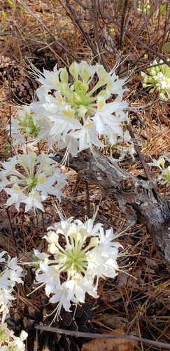 Image of Rhododendron alabamense by (c) Stephan Eselgroth, some rights reserved (CC BY-SA)