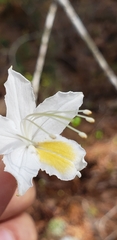 (c) Stephan Eselgroth, some rights reserved (CC BY-SA) Rhododendron alabamense, photograph (c) Stephan Eselgroth, some rights reserved (CC BY-SA)