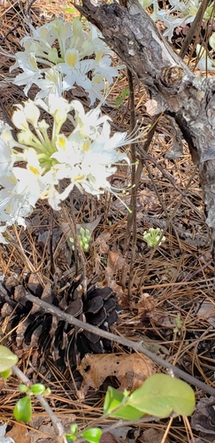 Image of Rhododendron alabamense by (c) Stephan Eselgroth, some rights reserved (CC BY-SA)