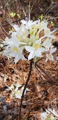 Rhododendron alabamense, photograph (c) Stephan Eselgroth, some rights reserved (CC BY-SA)