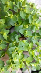 Astylus vittaticollis