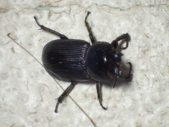 Dorcus parallelus
