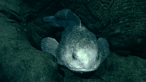 Blob Sculpin
