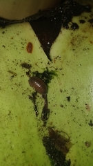 Circoniscus ornatus