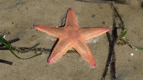 Photo of Sand sea star (Astropecten irregularis)