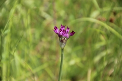Allium peninsulare