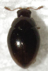 Ephistemus globulus