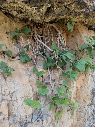 Ficus carica