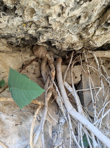 Ficus carica
