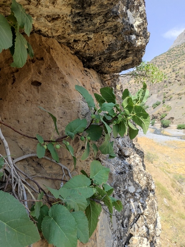 Ficus carica