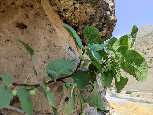 Ficus carica