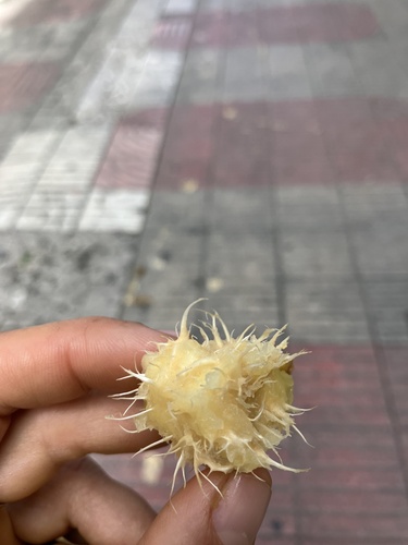 Foto de Cajá-manga