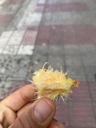Foto de Cajá-manga