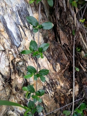 Psychotria serpens