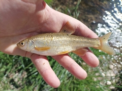 Evrotas Chub photo 2