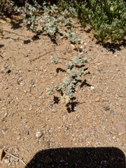 Atriplex watsonii
