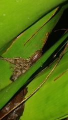 Circoniscus ornatus