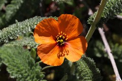 Papaver heterophyllum