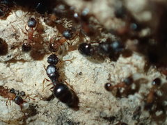 Temnothorax caguatan