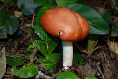 Leucopaxillus gracillimus