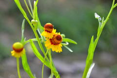 Helenium amphibolum
