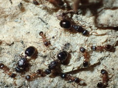 Temnothorax caguatan