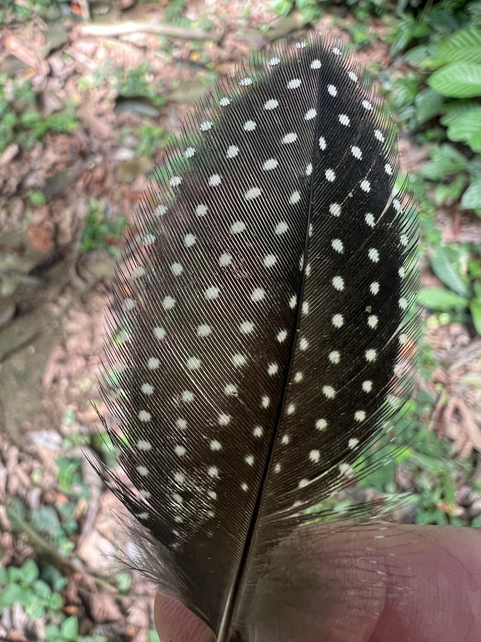 Plumed Guineafowl (Guttera plumifera), photo 2