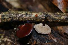 Neodictyopus dictyopus